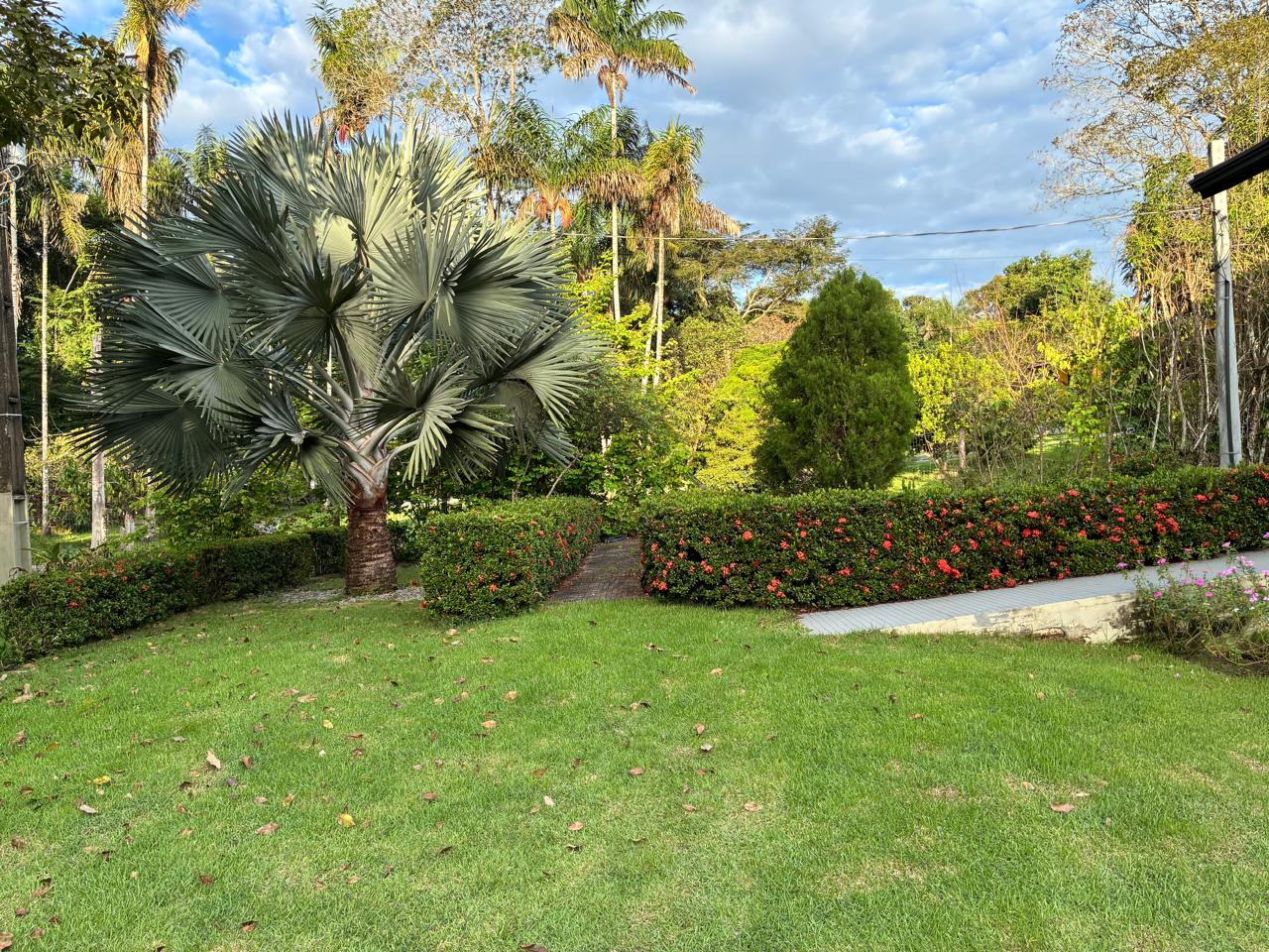 Plantas penduradas